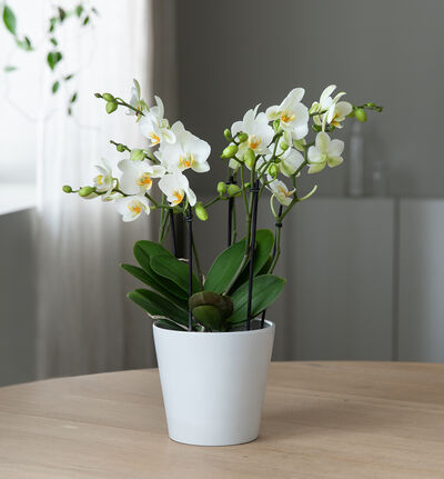 Hvit orkide Bouquetto Hvit orkide Bouquetto